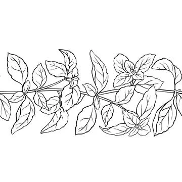 Basil Outline Horizontal Seamless Pattern. Stock Illustration