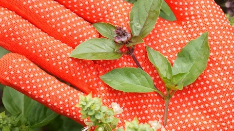Basil on palm. Background of flowering violet and green basilica plants Video stock 112148530