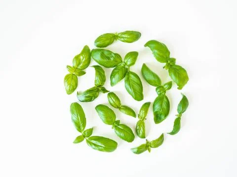 Basil pattern isolated on white background. Frame made of basil leaves. Flat  Stock Photos