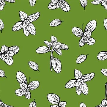 Basil Pattern. Italian herbs.A sprig of marjoram Stock Illustration