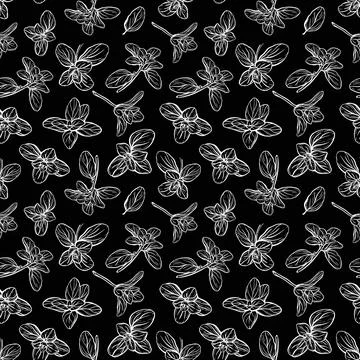 Basil Pattern. Italian herbs.A sprig of marjoram 스톡 일러스트