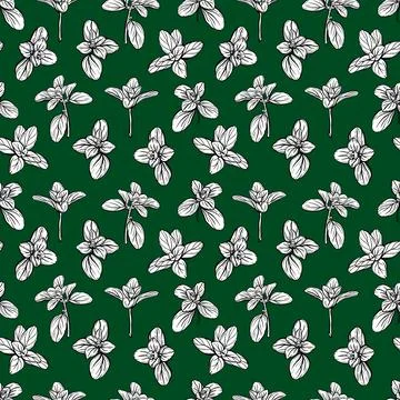 Basil Pattern. Italian herbs.A sprig of marjoram Stock Illustration