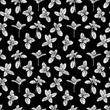 Basil Pattern. Italian herbs.A sprig of marjoram Stock Illustration