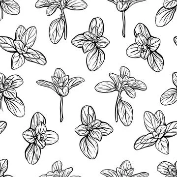 Basil Pattern. Italian herbs.A sprig of marjoram Stock Illustration