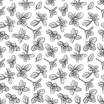 Basil Pattern. Italian herbs.A sprig of marjoram Stock Illustration
