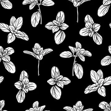 Basil Pattern. Italian herbs.A sprig of marjoram Illustrazione stock