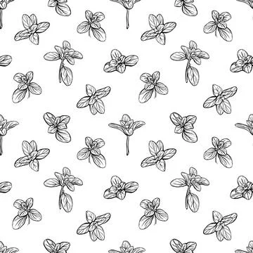 Basil Pattern. Italian herbs.A sprig of marjoram Stock Illustration