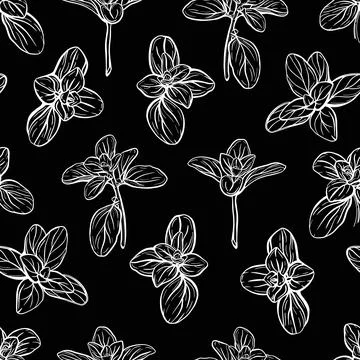 Basil Pattern. Italian herbs.A sprig of marjoram Stock Illustration