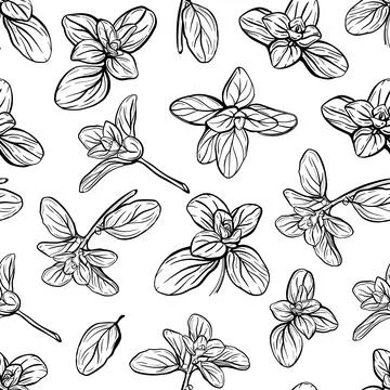 Basil Pattern. Italian herbs.A sprig of marjoram 스톡 일러스트