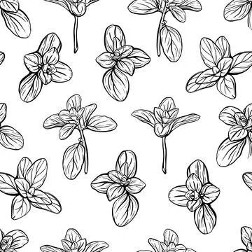 Basil Pattern. Italian herbs.A sprig of marjoram Illustrazione stock