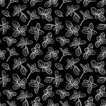 Basil Pattern. Italian herbs.A sprig of marjoram Stock Illustration