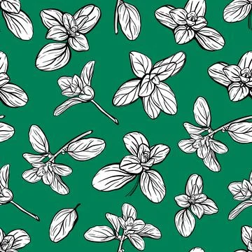 Basil Pattern. Italian herbs.A sprig of marjoram Stock Illustration