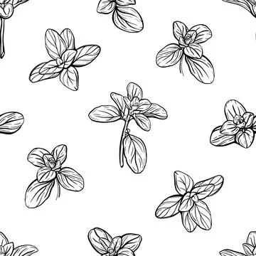 Basil Pattern. Italian herbs.A sprig of marjoram Stock Illustration