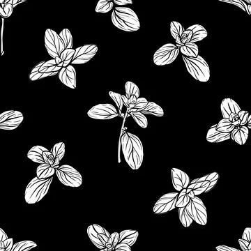 Basil Pattern. Italian herbs.A sprig of marjoram 스톡 일러스트