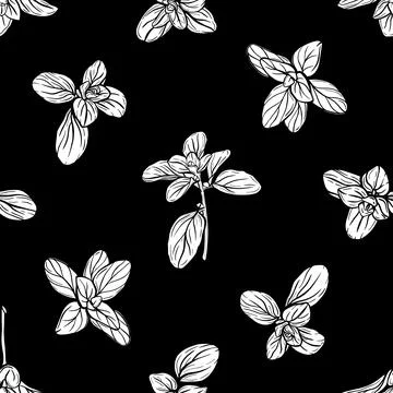 Basil Pattern. Italian herbs.A sprig of marjoram Illustrazione stock