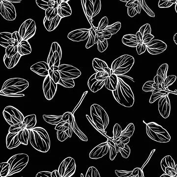 Basil Pattern. Italian herbs.A sprig of marjoram Stock Illustration