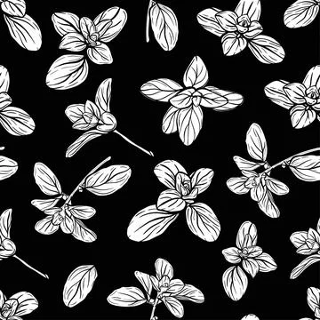 Basil Pattern. Italian herbs.A sprig of marjoram Stock Illustration