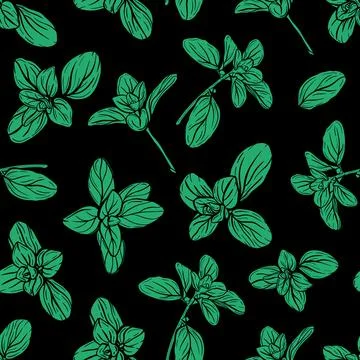 Basil Pattern. Italian herbs.A sprig of marjoram Illustrazione stock
