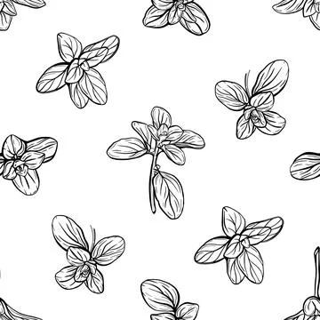 Basil Pattern. Italian herbs.A sprig of marjoram Stock Illustration