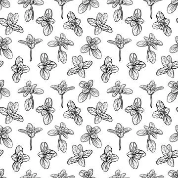 Basil Pattern. Italian herbs.A sprig of marjoram Stock Illustration