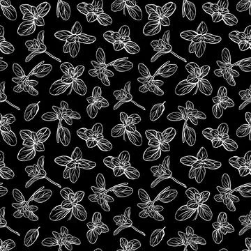 Basil Pattern. Italian herbs.A sprig of marjoram 스톡 일러스트