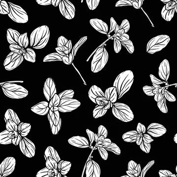 Basil Pattern. Italian herbs.A sprig of marjoram 스톡 일러스트