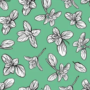 Basil Pattern. Italian herbs.A sprig of marjoram Illustrazione stock