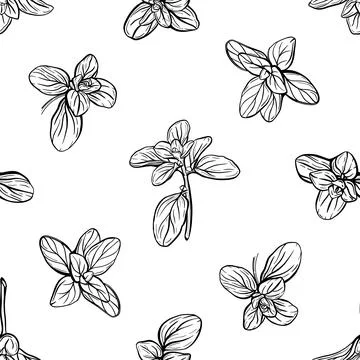 Basil Pattern. Italian herbs.A sprig of marjoram Illustrazione stock