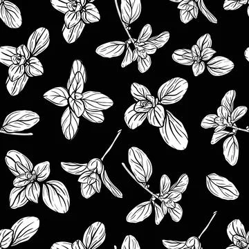 Basil Pattern. Italian herbs.A sprig of marjoram Stock Illustration