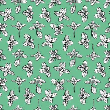 Basil Pattern. Italian herbs.A sprig of marjoram. Stock Illustration