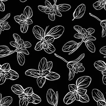 Basil Pattern. Italian herbs.A sprig of marjoram 스톡 일러스트