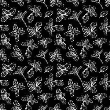 Basil Pattern. Italian herbs.A sprig of marjoram Stock Illustration