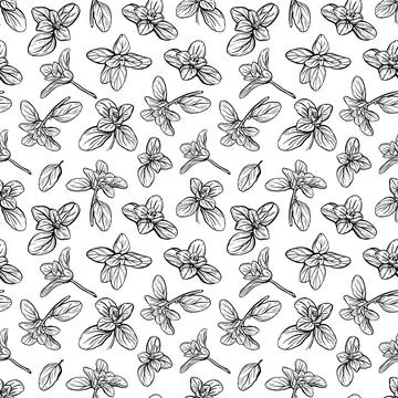 Basil Pattern. Italian herbs.A sprig of marjoram. Stock Illustration