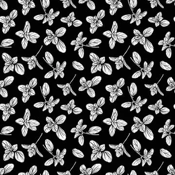 Basil Pattern. Italian herbs.A sprig of marjoram 스톡 일러스트