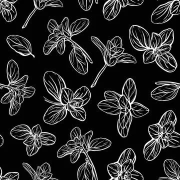 Basil Pattern. Italian herbs.A sprig of marjoram Stock Illustration