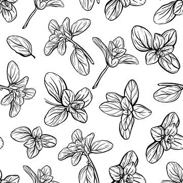 Basil Pattern. Italian herbs.A sprig of marjoram Stock Illustration