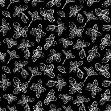 Basil Pattern. Italian herbs.A sprig of marjoram 스톡 일러스트
