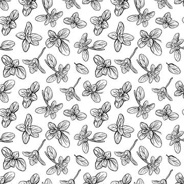 Basil Pattern. Italian herbs.A sprig of marjoram Stock Illustration