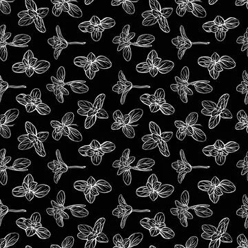 Basil Pattern. Italian herbs.A sprig of marjoram 스톡 일러스트