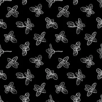 Basil Pattern. Italian herbs.A sprig of marjoram Stock Illustration