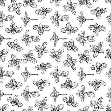 Basil Pattern. Italian herbs.A sprig of marjoram Stock Illustration