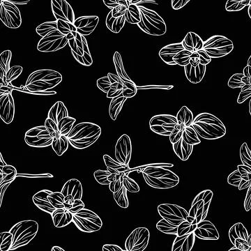 Basil Pattern. Italian herbs.A sprig of marjoram 스톡 일러스트