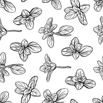 Basil Pattern. Italian herbs.A sprig of marjoram 스톡 일러스트