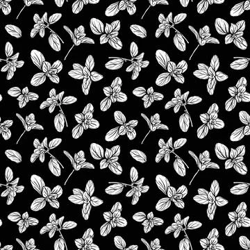 Basil Pattern. Italian herbs.A sprig of marjoram Stock Illustration