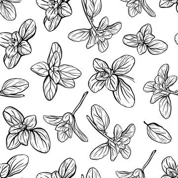 Basil Pattern. Italian herbs.A sprig of marjoram Stock Illustration