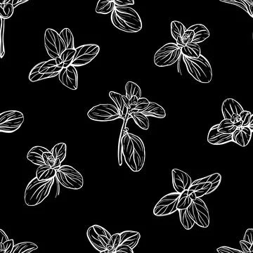 Basil Pattern. Italian herbs.vector illustration Stock Illustration