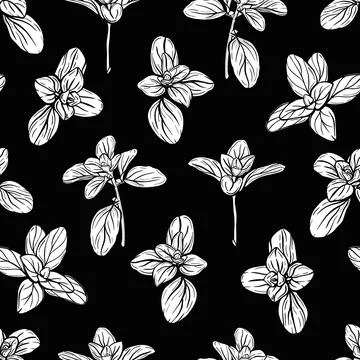 Basil Pattern. Italian herbs.vector illustration 스톡 일러스트