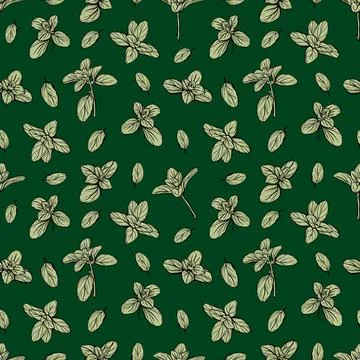 Basil Pattern. Italian herbs.vector illustration Stock Illustration
