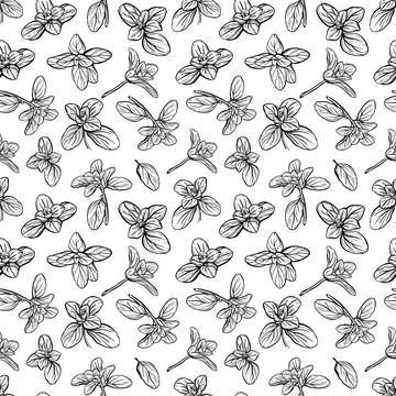 Basil Pattern. Italian herbs.vector illustration 스톡 일러스트