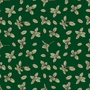 Basil Pattern. Italian herbs.vector illustration Stock Illustration